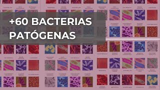 60 BACTERIAS PATÓGENAS  MICROBIOLOGIA [upl. by Friederike]