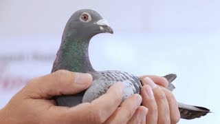 Presentation of super breeding pigeon Kadootje [upl. by Armand]