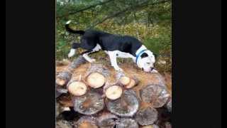 ALAPAHA BULLDOGSwmv [upl. by Graaf]