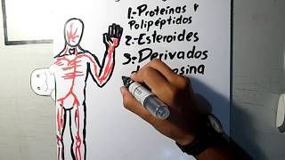 Introducción a la endocrinología Endocri 18 [upl. by Nnylcaj]