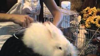 Angora Rabbit Spinning [upl. by Niltac]