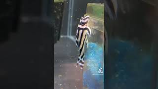 Zebra Pleco 250 EACH [upl. by Ahsikit208]