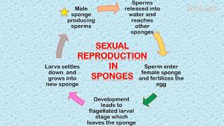 Reproduction in Sponges [upl. by Nyhagen561]