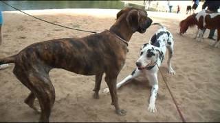 Brindle amp Harlequin Great Dane play [upl. by Ceciley]