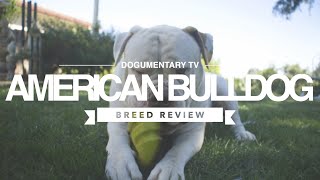 AMERICAN BULLDOG BREED REVIEW [upl. by Tesil46]