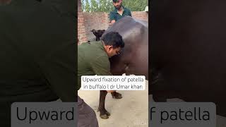 Upward fixation of patella in buffalo l dr Umar khan [upl. by Asseralc168]