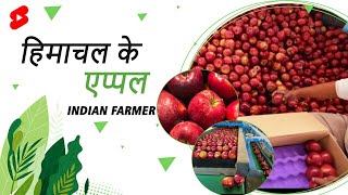 एप्पल आपके पास कैसे आता है  IndianFarmer  Shorts [upl. by Fevre]