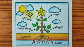 Photosynthesis Process Of Plants Diagram Drawing  How to Draw Photosynthesis Process Drawing [upl. by Katinka]