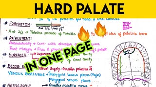 Hard palate [upl. by Sofer]