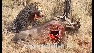 10 UNCENSORED 18 eaten ALIVE  Leopard eating alive warthog brutally  Screaming  live feeding [upl. by Akehsar]