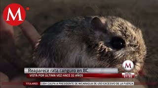 Rata canguro que se creía extinta reaparece en Baja California [upl. by Ahsaet41]