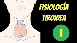 Fisiología de la tiroides síntesis y secreción 1 de 2 [upl. by Hanikas249]