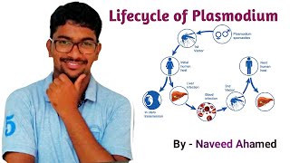 Lifecycle of Plasmodium MALARIA PARASITE [upl. by Eyot]