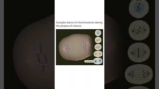 Mitosis stages biologycelldivison molecularbiologycellbiology lifesciencenewtrendingshorts [upl. by Frost949]