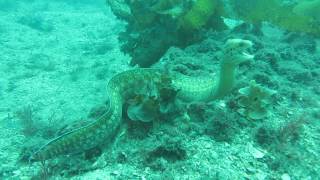 Sieve Patterned Moray Gymnothorax cribroris [upl. by Mortensen]