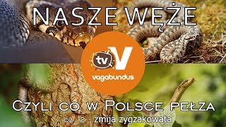 Węże w Polsce  część 2 żmija zygzakowata Vipera berus [upl. by Artemisa]