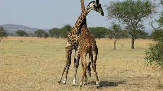 Giraffes Fighting For The FemaleWest Serengeti Safari [upl. by Atiekahs261]