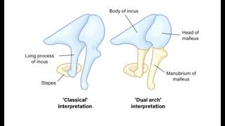 Reicherts Cartilage [upl. by Natanoj]