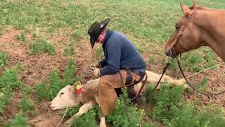 Wheat Pasture with the Wilsons [upl. by Enayd]