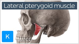 Function of the Lateral Pterygoid Muscle  Human Anatomy  Kenhub [upl. by Firman]