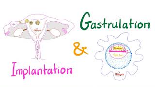 Implantation amp Gastrulation  Embryology series [upl. by Ailic220]