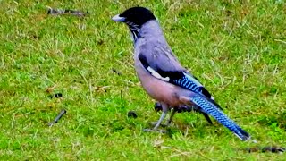 Blackheaded Jay Bird  1 [upl. by Lynnelle]