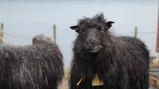 Faroe Islands sheep amp weather [upl. by Delwin292]