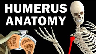 HUMERUS ANATOMY [upl. by Nama]