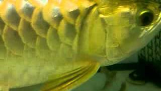 Solid 24K Msian Golden Crossback Arowana [upl. by Woodson595]