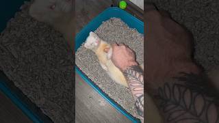 Another Love 🐹 frettchen pets haustiere ferret [upl. by Yanetruoc]