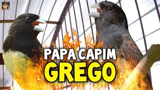 PAPA CAPIM GREGO TOP PARA ENSINAR E FOGUEAR [upl. by Monarski]