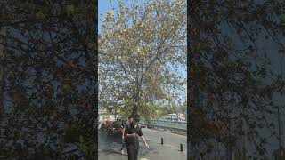 Tree provides shelter to motorcyclists shade treelovers nature walking istanbul travel [upl. by Begga]