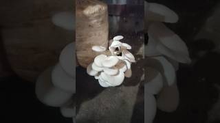 Cultivating Milky and Oyster Mushrooms in the same room mushroom মাশরুম msm [upl. by Nibuz]