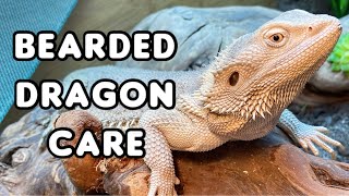 Everything You Need to Know About Bearded Dragon Care [upl. by Hose]