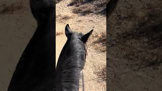 Blueberry ranch tour 5 blueberryranch equestrian ranch horse wildmustang horseriding cowboys [upl. by Pietra484]