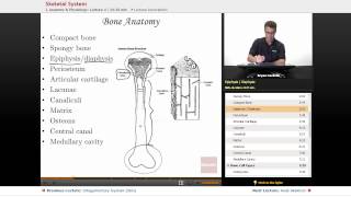 quotSkeletal Systemquot  Anatomy amp Physiology with Educatorcom [upl. by Walton]