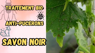 SAVON NOIR  Traitement Bio CONTRE les PUCERONS Garden [upl. by Beore]