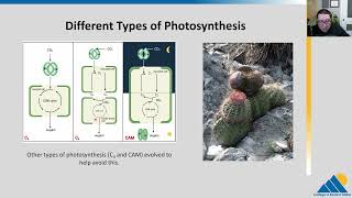 BIOL201 Ch83  Light Independent Reactions of Photosynthesis  OpenStax Biology [upl. by Garibold928]