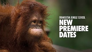 Orangutan Jungle School – New Premiere Dates [upl. by Ellehcor522]