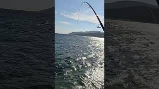 Shimano technium 735 nice strike [upl. by Adelheid160]