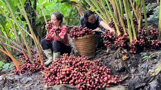 Harvesting Cardamom Goes to the market sell Vàng Hoa [upl. by Sivar]