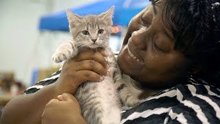 Woman Finds Trifecta of Kitten Love  Kitten Adoption  Animal Shelter [upl. by Noelyn]