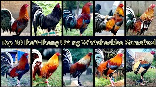 Top 10 IbatIbang Uri ng Whitehackles Gamefowl [upl. by Maleen]