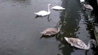 Beautiful swans dive noggin under water [upl. by Greta]