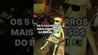 OS 5 CACHORROS MAIS PERIGOSOS DO BRASIL 🇧🇷 shorts [upl. by Cyrie]