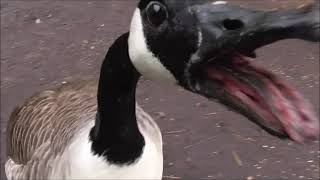 Meet Peppa The Funniest Saltiest Canada Goose ever Watch this compilation it will make you laugh [upl. by Asnarepse517]