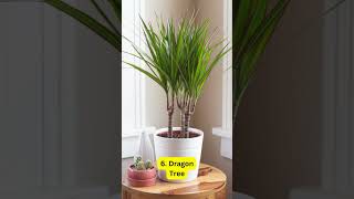 9 Best Large House Plants plants houseplants indoorplantstyling [upl. by Sean740]