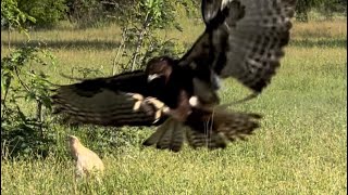 Amazing speed Eagle hunting [upl. by Nawuj622]