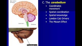 Neuroscience Subcortical Structures [upl. by Ingalls799]