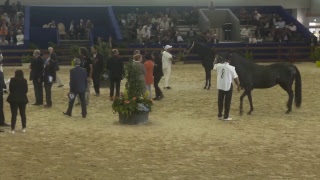 Championnat International des chevaux Barbe [upl. by Annairoc]